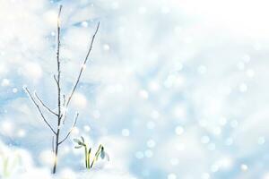 Galanthus nivalis. snowdrop flower growing in snow in early spring forest photo