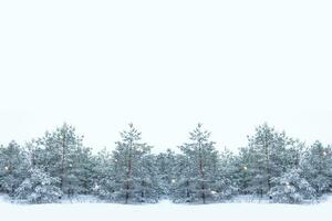 paisaje. bosque de invierno congelado con árboles cubiertos de nieve. foto