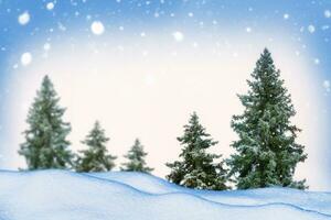 Landscape. Frozen winter forest with snow covered trees. photo