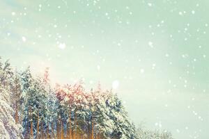 Landscape. Frozen winter forest with snow covered trees. photo