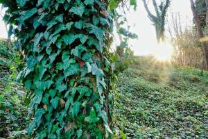 Sunshine through the trees photo