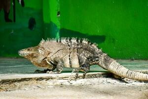 Iguana basking in the sun photo