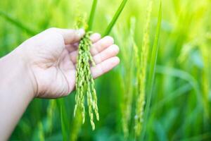 un agricultores mano toques un oído de verde arroz a cheque el producir. en el calentar luz de sol ideas para creciente plantas sin tóxico sustancias foto