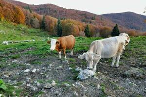 Cattle grazing in the field photo