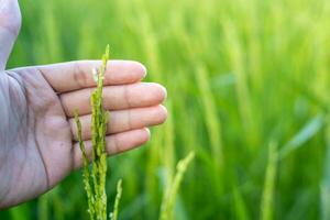 un agricultores mano toques un oído de verde arroz a cheque el producir. en el calentar luz de sol ideas para creciente plantas sin tóxico sustancias foto