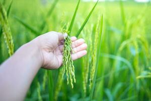 un agricultores mano toques un oído de verde arroz a cheque el producir. en el calentar luz de sol ideas para creciente plantas sin tóxico sustancias foto