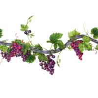 Seamless border with long grape vine, green leaves, tendrils and bunch of red grapes. Hand drawn watercolor illustration of an endless element on transparent background. For frames, cards and banners png