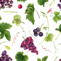 Seamless pattern with grapes, sticks and tendrils, green leaves and vines. Hand drawn watercolor illustration on transparent background. Wine making vineyard collection. Table cloth textile design. png