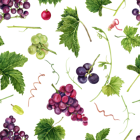 Seamless pattern with grapes, sticks and tendrils, green leaves and vines. Hand drawn watercolor illustration on transparent background. Wine making vineyard collection. Table cloth textile design. png