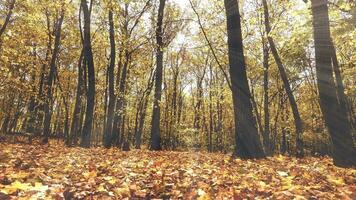 mooi herfst landschap. Woud met geel bladeren Aan bomen en grond. helder stralen schijnend Aan een tapijt van droog bladeren. video