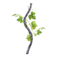 vigne branche avec vert feuilles et vrilles isolé sur transparent Contexte. main tiré aquarelle illustration. vignoble du vin dégustation. du vin fabrication collection parfait pour cartes et invitations png