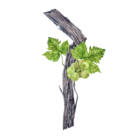 Watercolor illustration of grape vine with green leaves and white grape bunch isolated on transparent background. png