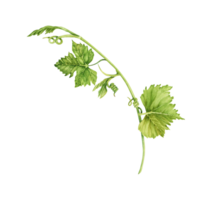 Grape branch with green leaves and tendrils isolated on transparent background. Hand drawn watercolor illustration. For wine making and tasting designs, cards, invitations, menus, decoration png