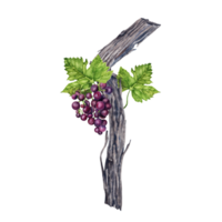 Watercolor illustration of grape vine with green leaves and purple grape bunch isolated on transparent background. png