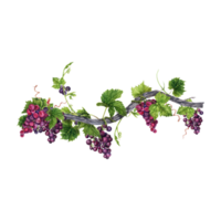 Bunch of red grapes with green leaves on old vine isolated on transparent background. Hand drawn watercolor illustration. Perfect for frame and card borders. png