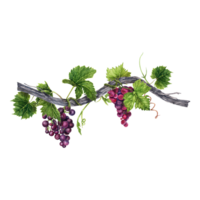 Bunch of red and purple grapes with green leaves on old vines isolated on transparent background. Hand drawn watercolor illustration. Perfect for frame and card borders. png