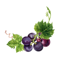 Bunch of purple grapes with green vine leaves. Hand drawn watercolor illustration isolated on transparent background. Wine tasting events, cards, invitations, restaurant menus. Wine making design. png