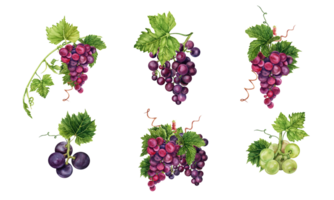 Bunch of grapes with green vine leaves and tendrils. Hand drawn watercolor illustrations isolated on transparent background. Wine making collection for menus, restaurants, wine bars and invitations. png