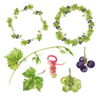 Set of isolated wine collection elemets. Round frames with green and purple grapes and leaves. Watercolor hand drawn illustration perfect for cards, invitations and other designs png