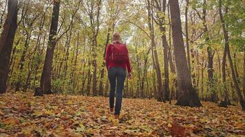 bellissimo autunno foresta paesaggio. un' giovane donna con gioia corre su un' tappeto di luminosa giallo le foglie. magico raggi illuminare il scena video