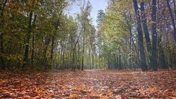 magique scène dans une brillant et sec l'automne forêt. brillant l'automne temps, sol couvert avec une tapis de Jaune et sec feuilles. rayons de soleil peering par branches. video