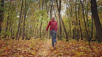 lindo outono floresta panorama. uma jovem mulher alegremente corre em uma tapete do brilhante amarelo folhas. mágico raios iluminar a cena video
