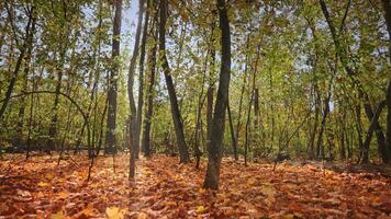 magisch Szene im ein hell und trocken Herbst Wald. hell Herbst Zeit, Boden bedeckt mit ein Teppich von Gelb und trocken Blätter. Sonnenstrahlen spähen durch Geäst. video