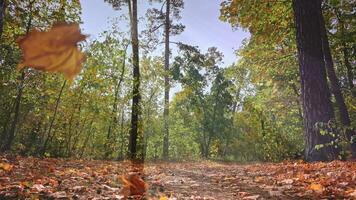 magisch tafereel in een helder en droog herfst Woud. camera beweegt langs een bos- pad, met gouden bladeren vallend van bomen. zonnestralen schijnen door. video