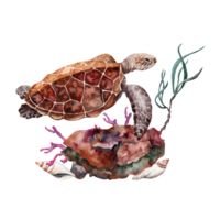 mer tortue nager plus de corail récif Roche avec algue. main tiré aquarelle illustration. partie de tropical sous-marin collection. png