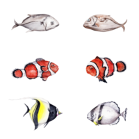 Collection of coral reef tropical fishes including clown fish and moorish idol. Hand drawn watercolor illustrations. Isolated design elements for holiday cards, invitation and ocean themed designs. png