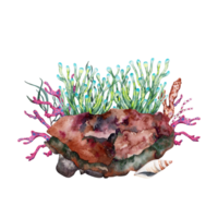 verde anemone in crescita al di sopra di scogliera roccia con coralli e alga marina. mano disegnato acquerello illustrazione. tropicale subacqueo collezione. png