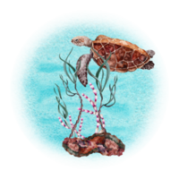 sköldpadda simning över rev sten, röd koraller, växter och grön tång. hand dragen vattenfärg illustration isolerat på blå bakgrund. tropisk under vattnet hav djur- samling. png