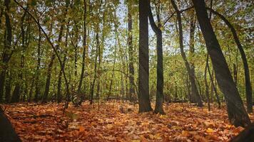 magisch tafereel in een helder en droog herfst Woud. helder herfst tijd, grond gedekt met een tapijt van geel en droog bladeren. zonnestralen peering door takken. video