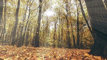 mooi herfst landschap. Woud met geel bladeren Aan bomen en grond. helder stralen schijnend Aan een tapijt van droog bladeren. video