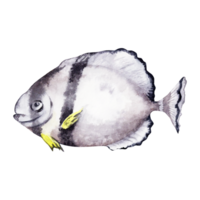 Black and white ocean fish. Hand drawn watercolor illustration isolated on transparent background. Coral reef marine life design element. png