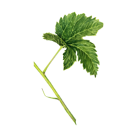 Watercolor illustration of a green vine leaf on a stem isolated on transparent background. A part of wine collection set. wine making, grape harvest, vineyard cards, posters, invitations, menu png