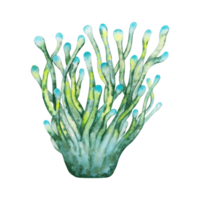 Watercolor illustration of anemone coral. Hand drawn illustration isolated on transparent  background. Part of coral reef collection. png