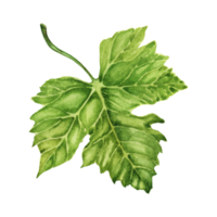 Watercolor illustration of a vine green leaf isolated on a transparent background. Detailed element for wine making, grape harvest, vineyard cards, posters, invitations. Restaurant menu designs. png