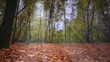 magisch Szene im ein hell und trocken Herbst Wald. hell Herbst Zeit, Boden bedeckt mit ein Teppich von Gelb und trocken Blätter. Sonnenstrahlen spähen durch Geäst. video