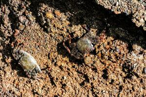 Crabs on the shore photo