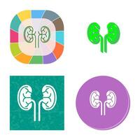 Kidney Vector Icon