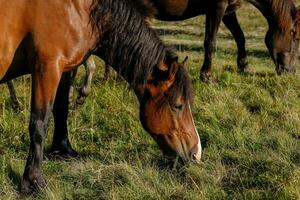 caballos pastado en un montaña pasto en contra montañas. foto