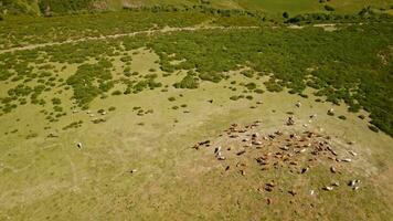 ein Herde von das Vieh Weiden lassen im ein riesig öffnen Feld video