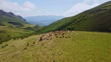 ein schön Herde von das Vieh Weiden lassen auf ein malerisch Grün Hang video