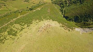 Cattle grazing on a lush green hillside video
