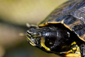Small painted turtle photo
