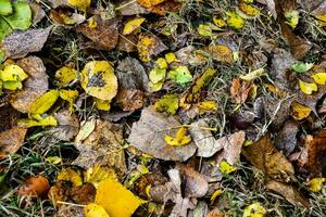 Wet autumn leaves photo