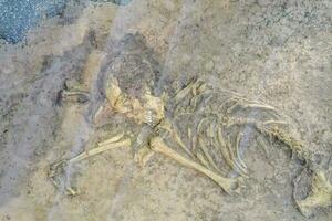 Ancient skeletal remains photo