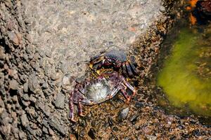 Crabs on the shore photo