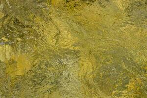 algae on the surface photo